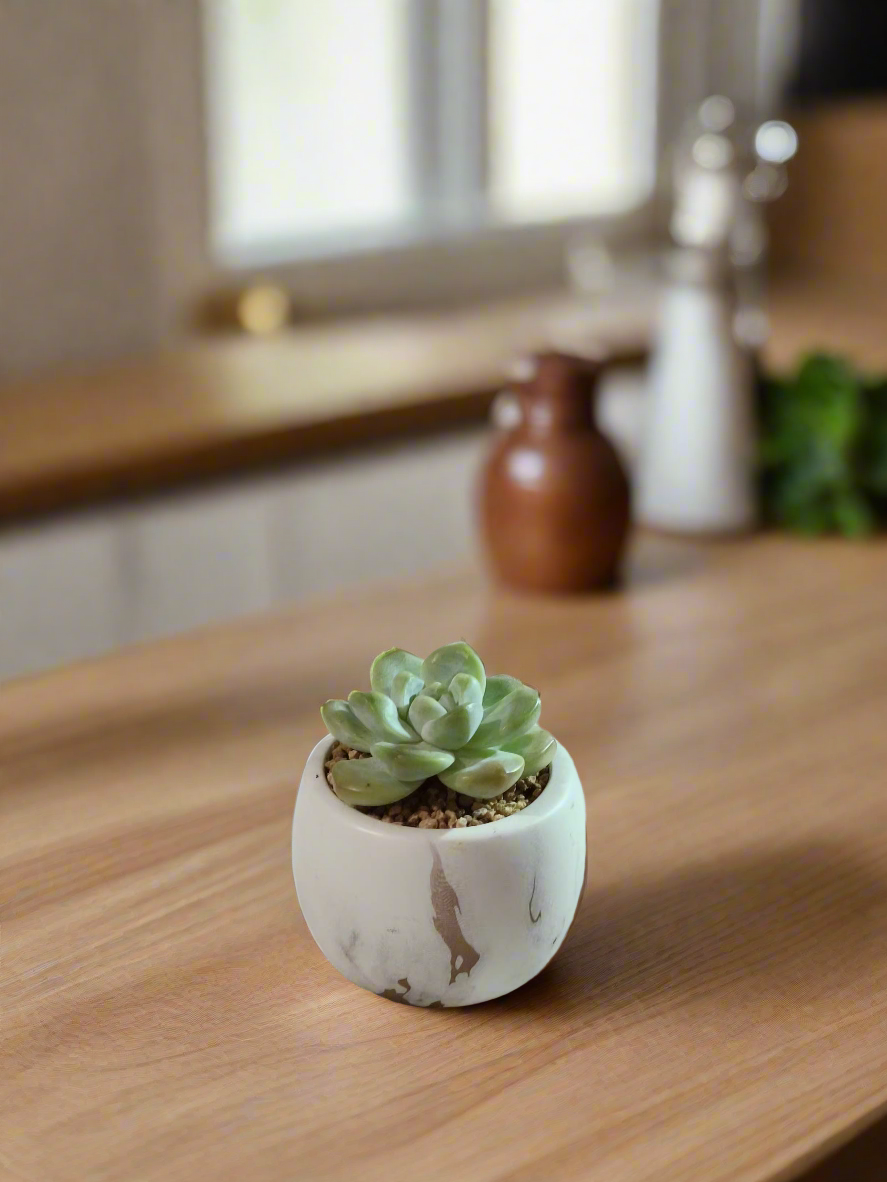 Succulent Mini Round Gold Pot – Echeveria Ice Green - SlowBloomGreens