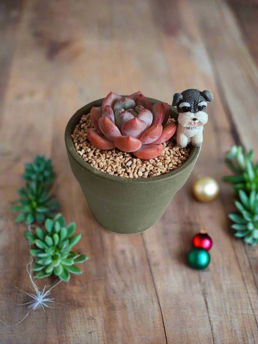 Succulent Schnauzer Pot - Echeveria Orange Monroe - SlowBloomGreens
