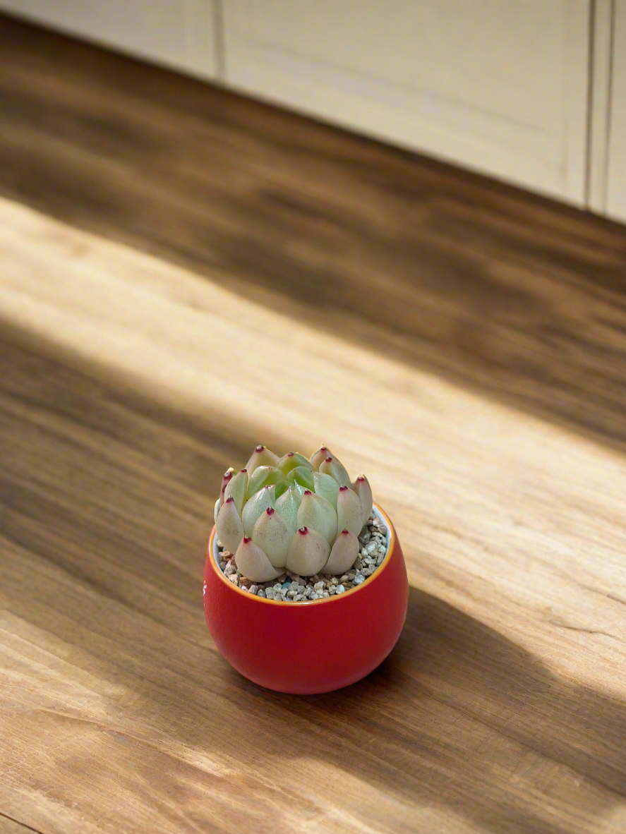 Succulent Auspicious Grace Pot - Echeveria Agavoides 'Lipstick' - SlowBloomGreens
