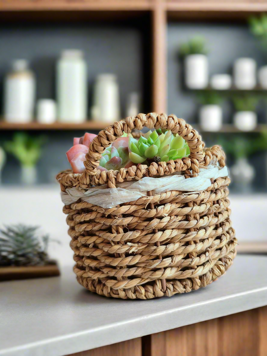 Succulent Basket Bliss ( Customised) - SlowBloomGreens