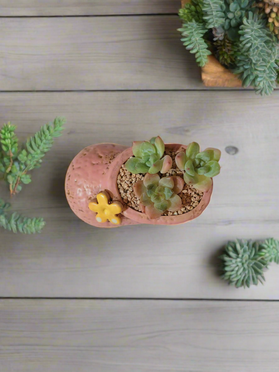 Succulent Mary Jane Charm Pastel Pink – Pachyphytum Cream Beauty - SlowBloomGreens