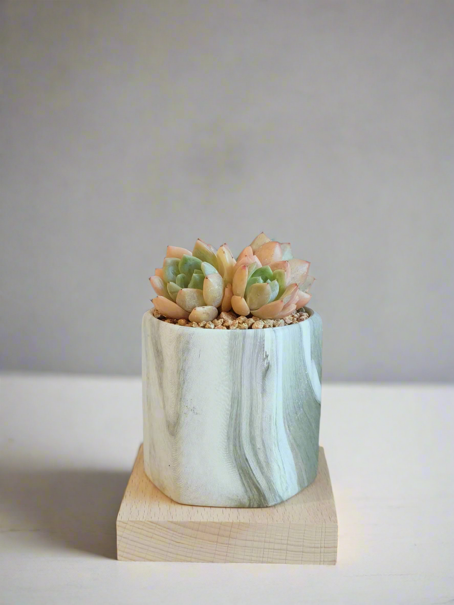 Succulent Radiant Octagon Green – Echevaria Suryeon - SlowBloomGreens