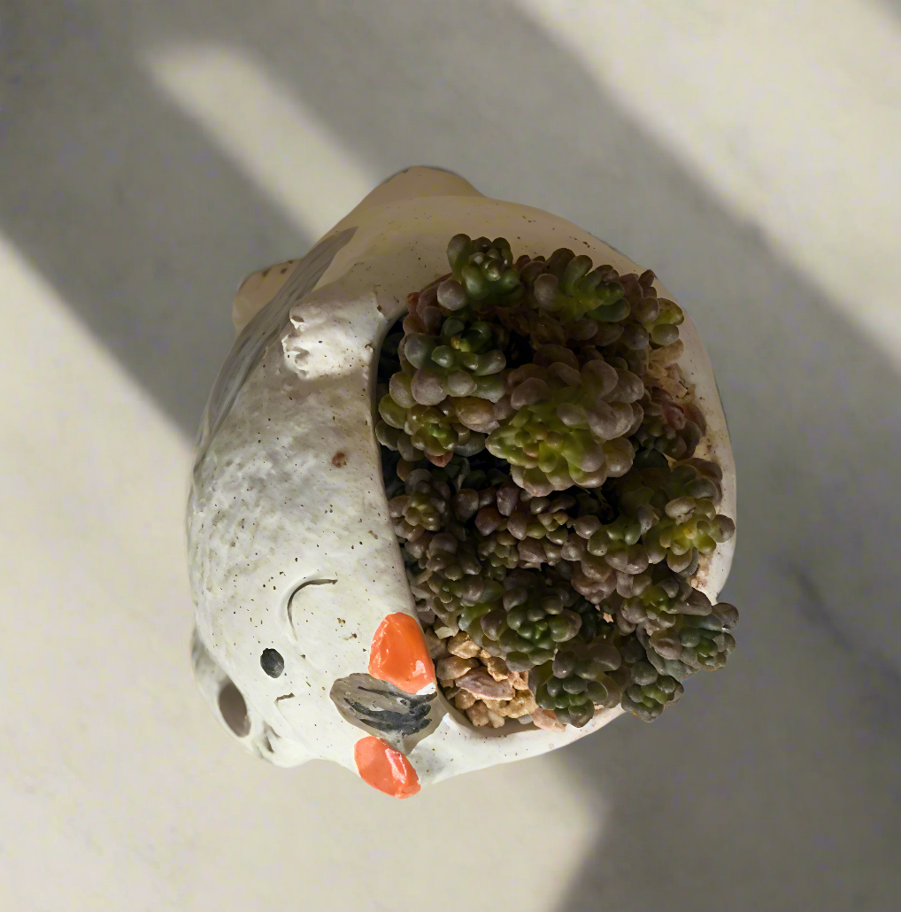 Succulent Sleeping Beauty Cat Planter - Sedum Rubrotinctum 'Redberry'