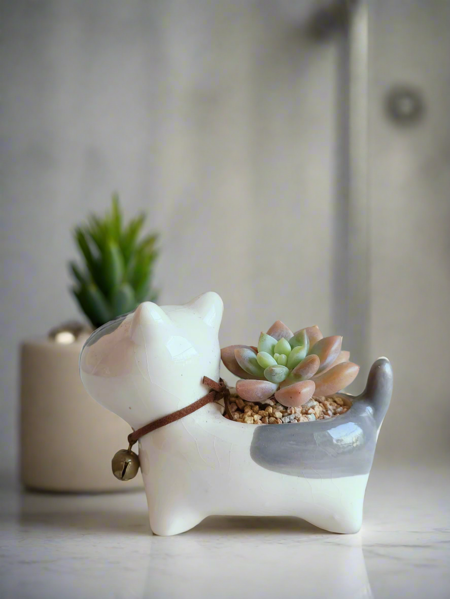 Succulent Puppy Bull Terrier - Graptoveria Opalina - SlowBloomGreens