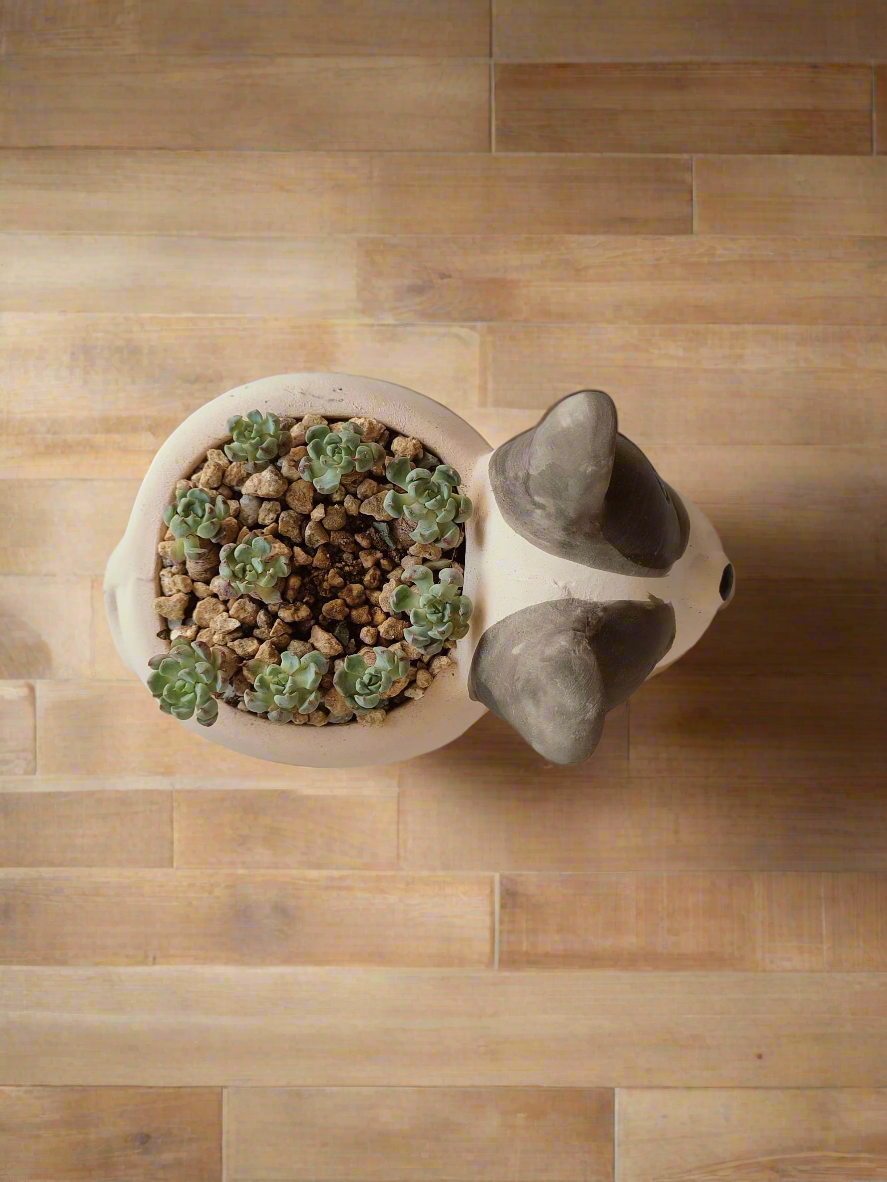 Succulent Dog Planter - mini Echeveria Blue elf - SlowBloomGreens