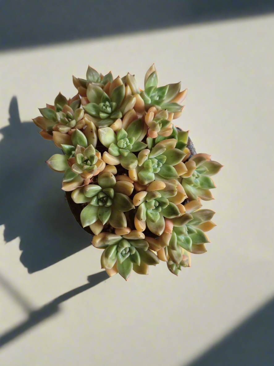 Succulent Rustic Floral Embossed Pot – Graptopetalum 'Bronze' - SlowBloomGreens