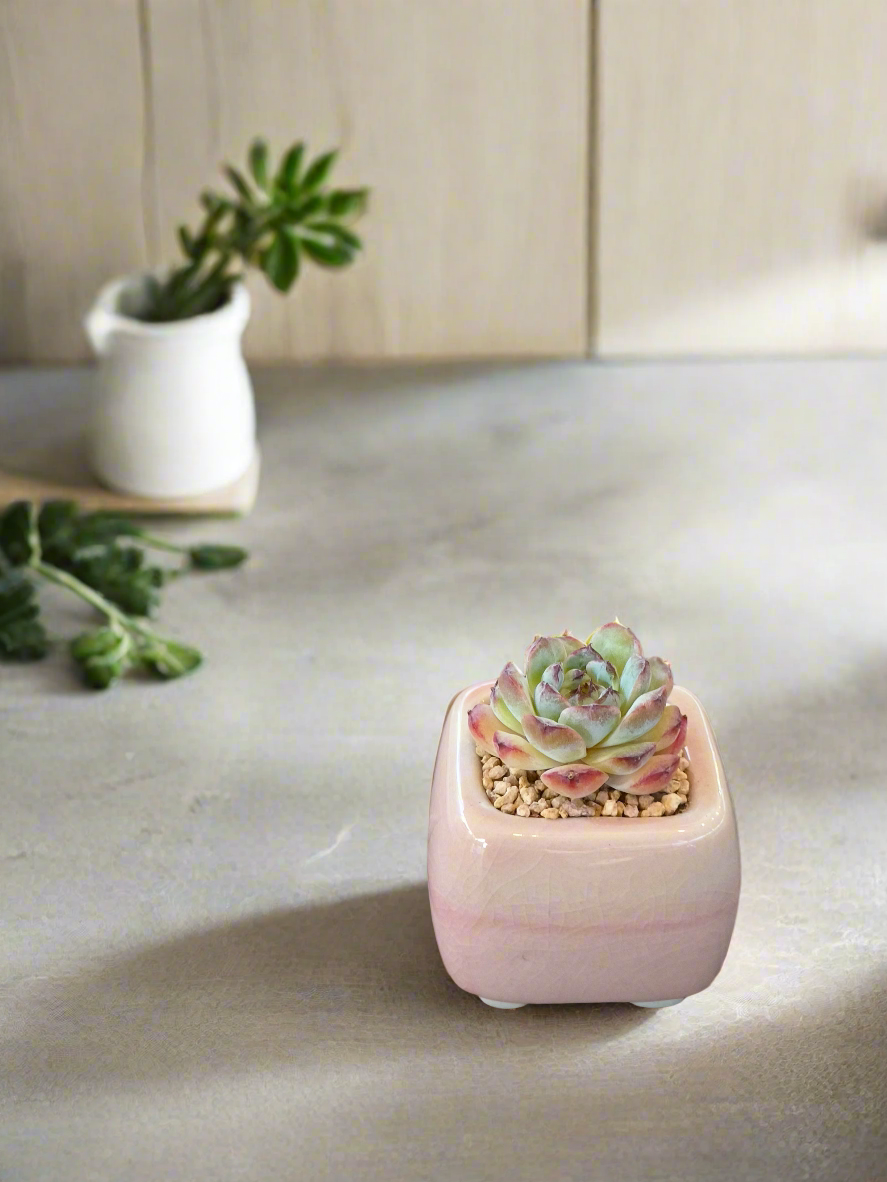 Succulent Serene Square Mini Planter – Echeveria 'Fortitude'