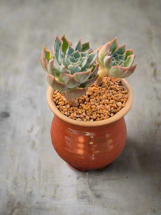 Succulent Rustica Mahogany Planter – Echeveria Peacockii - SlowBloomGreens
