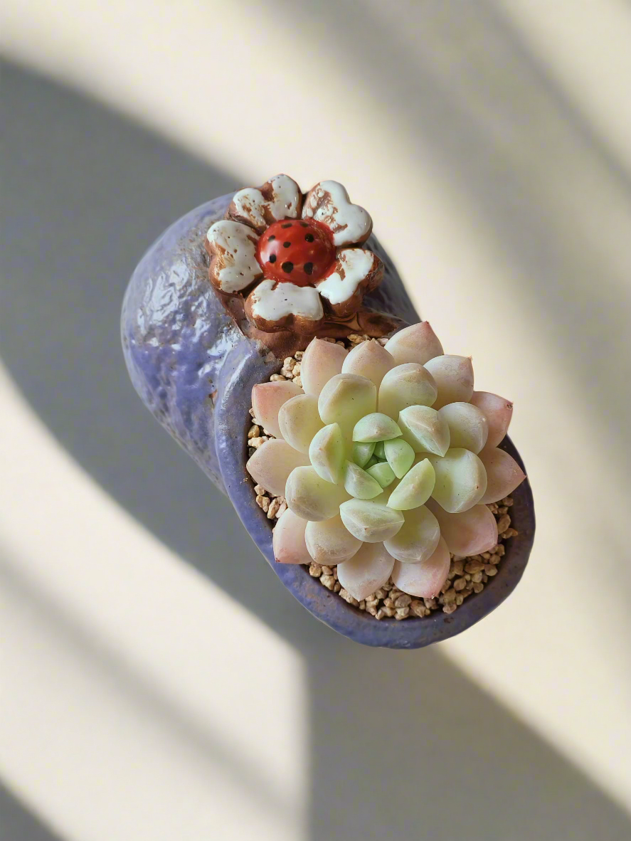 Succulent Mary Jane Charm Violet – Pachyphytum Cream Beauty - SlowBloomGreens