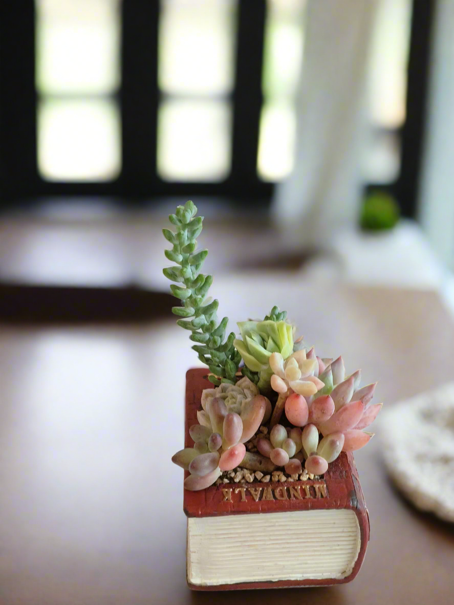 Succulent Book Nook – Assorted Succulents - SlowBloomGreens