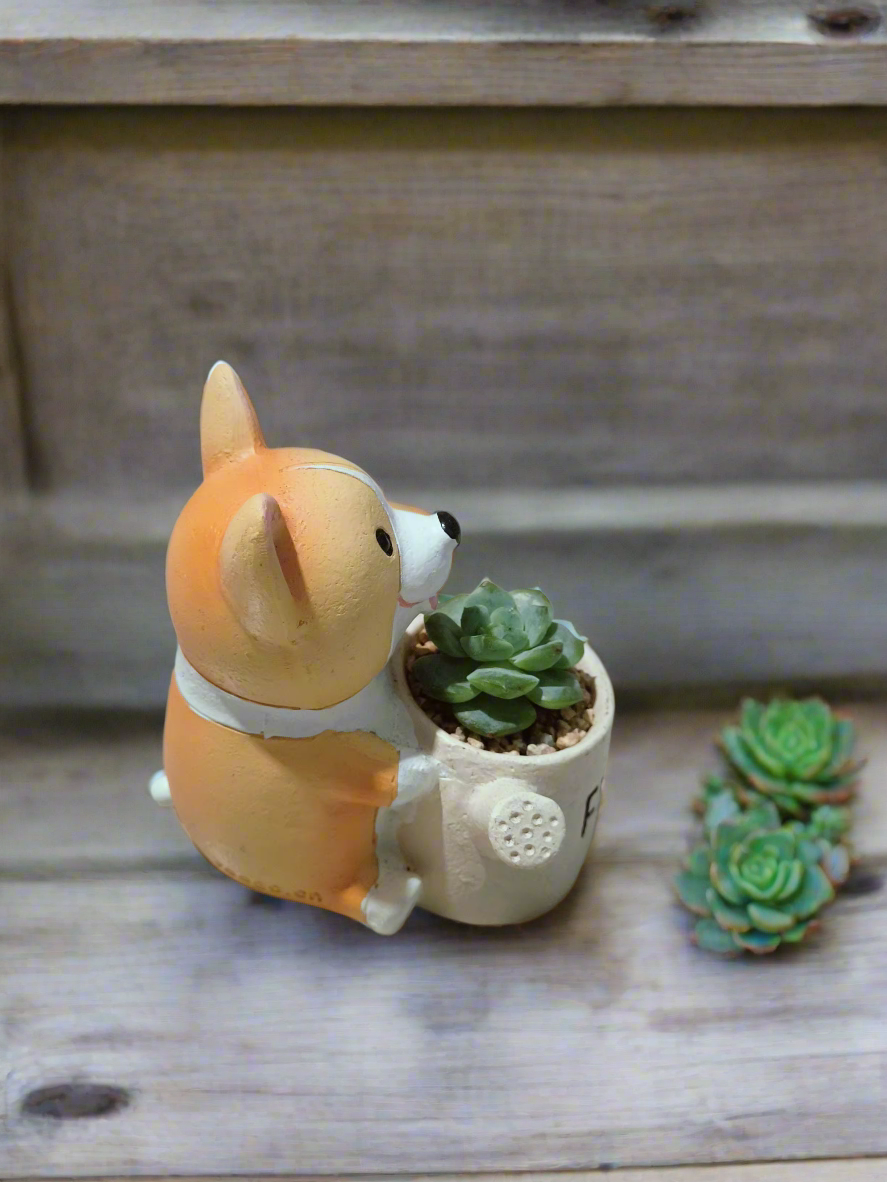 Succulent Charming Corgi - Echeveria Ice Green - SlowBloomGreens