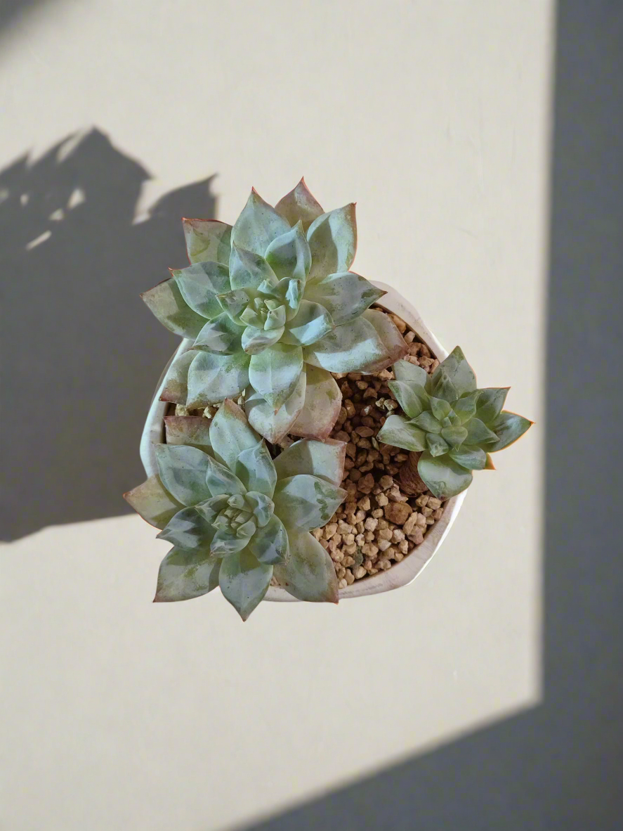 Succulent Radiant Octagon Brown – Echeveria BlueBird - SlowBloomGreens