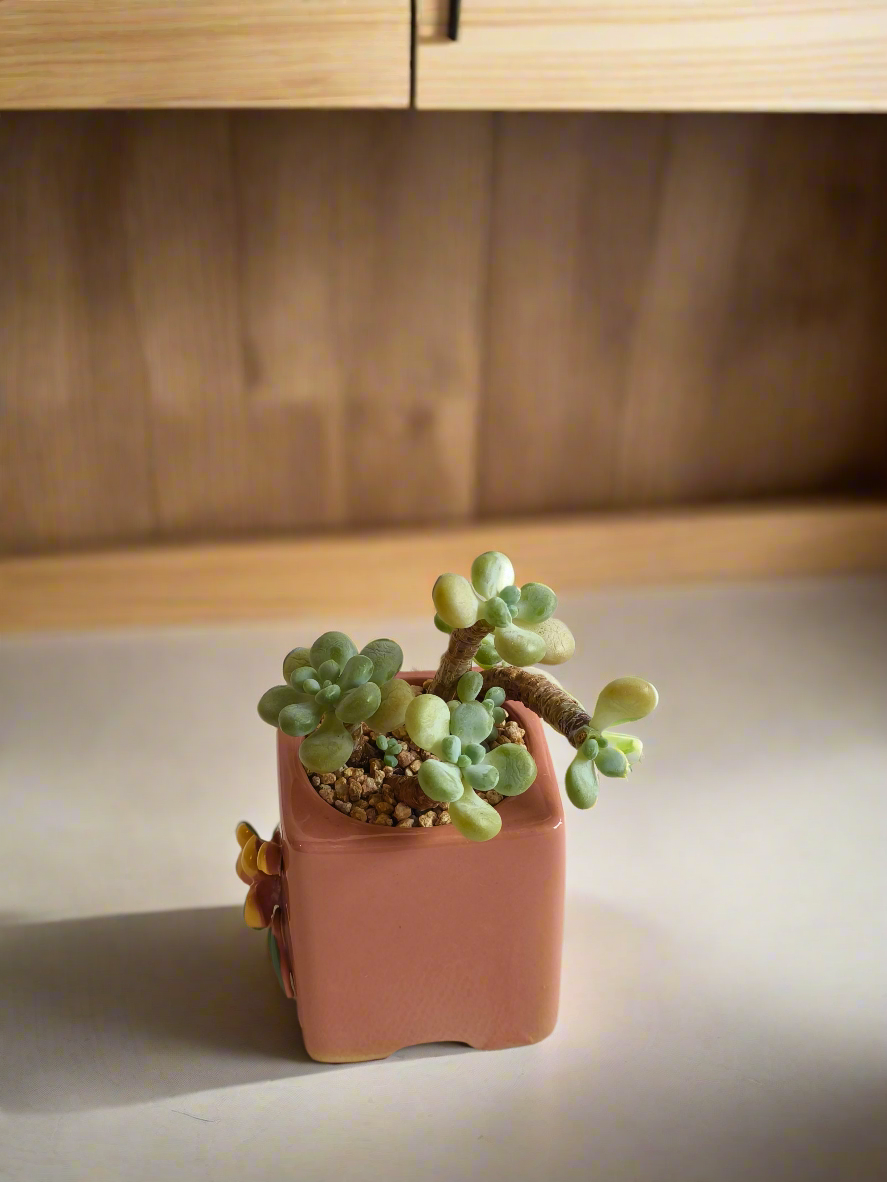 Succulent Floral Charm Pink – Tiscalatengo Gorge Sedum - SlowBloomGreens