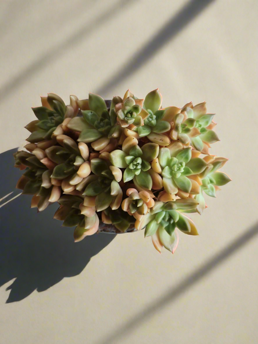 Succulent Rustic Floral Embossed Pot – Graptopetalum 'Bronze' - SlowBloomGreens