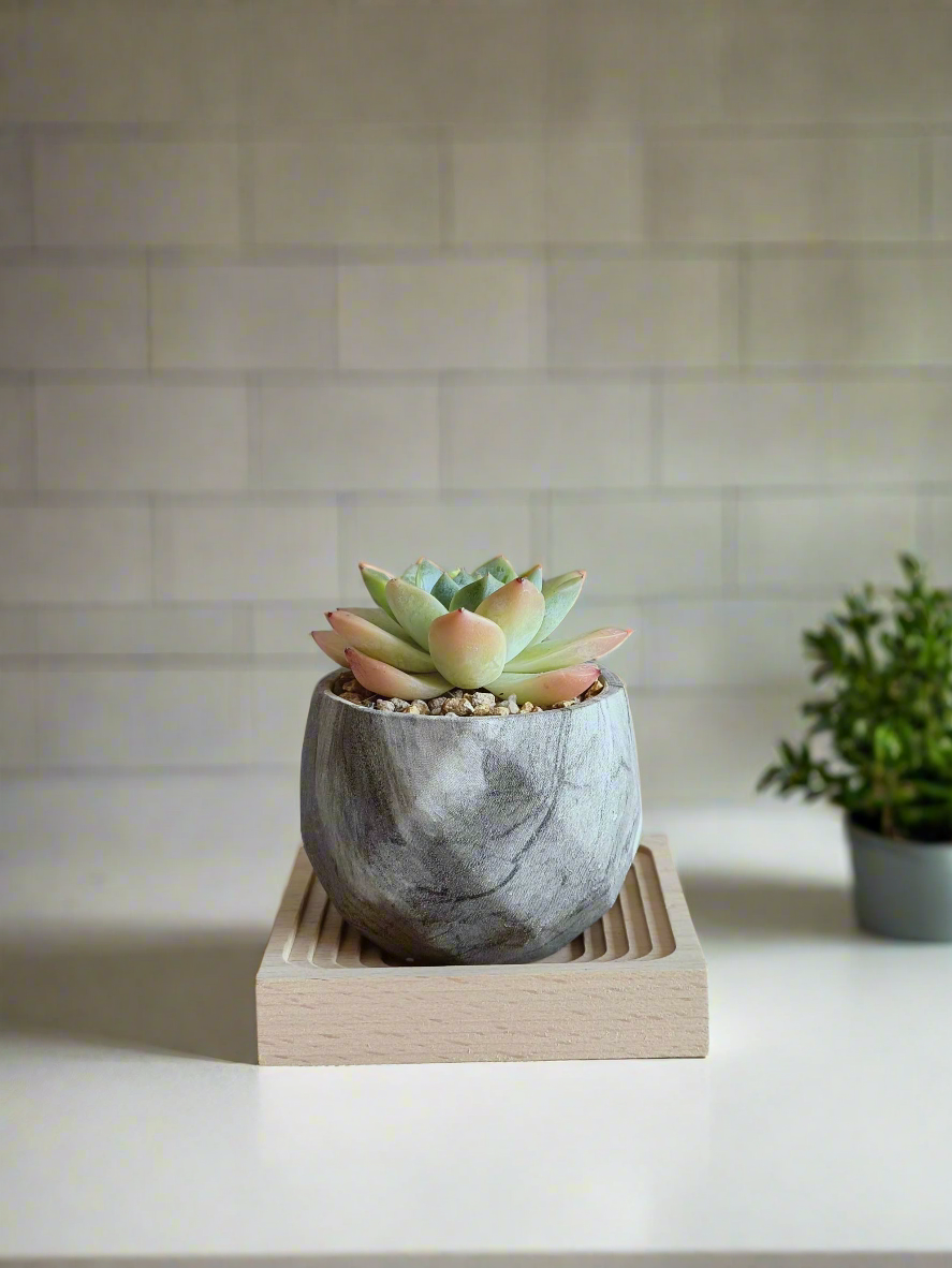 Succulent Harmony Grey - Echeveria Elegans - SlowBloomGreens