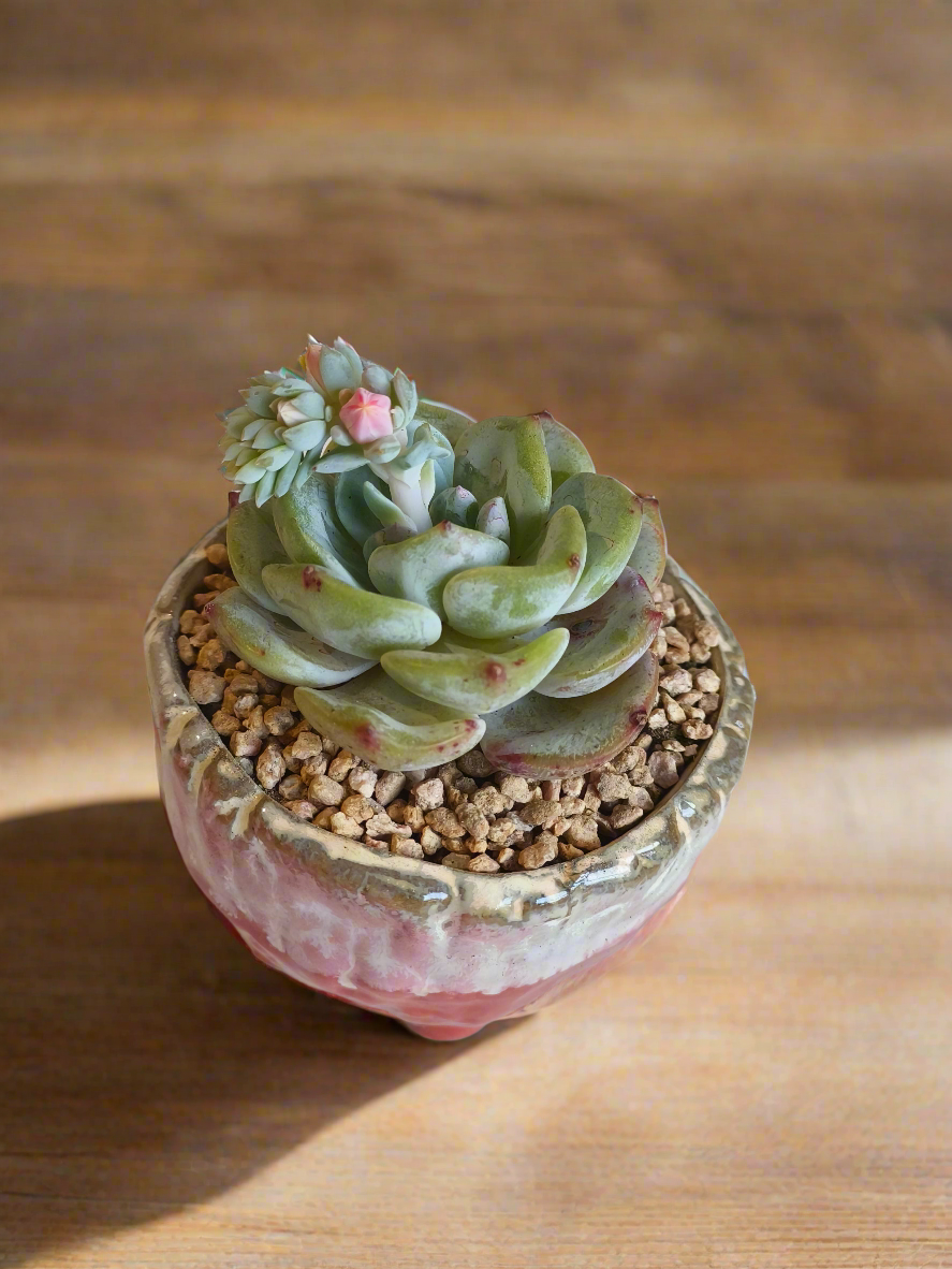 Succulent Red Ombre Rustic Pot – Echeveria 'Mont Blanc' (Going to bloom😍) - SlowBloomGreens