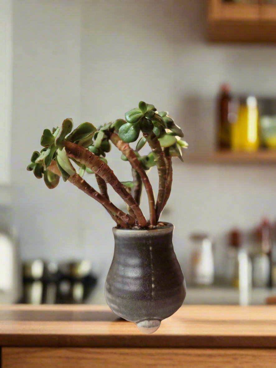 Succulent Rustic Pot Glow Grey – Jade Plant - SlowBloomGreens