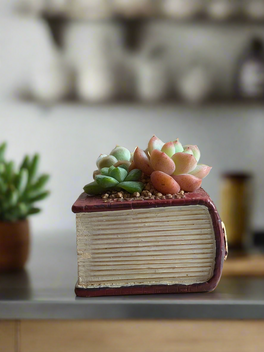 Succulent Book Nook – Succulent Arrangement