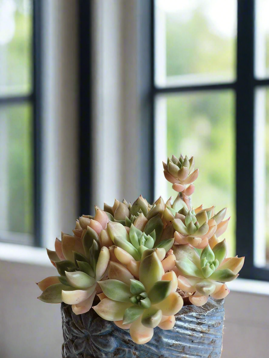 Succulent Rustic Floral Embossed Pot – Graptopetalum 'Bronze' - SlowBloomGreens