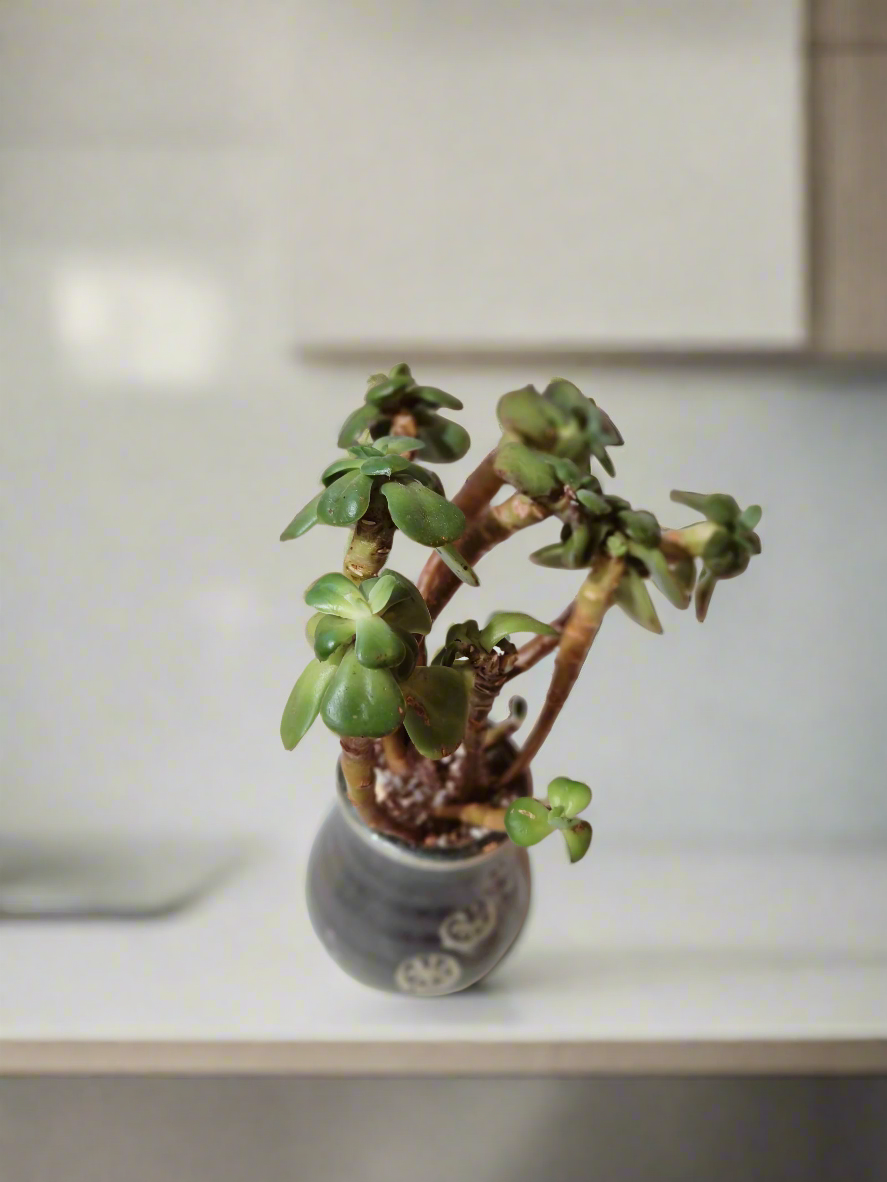 Succulent Rustic Pot Glow Grey – Jade Plant - SlowBloomGreens