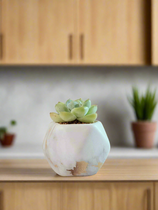 Succulent Mini Octagon Gold Pot – Echeveria Ice Green - SlowBloomGreens