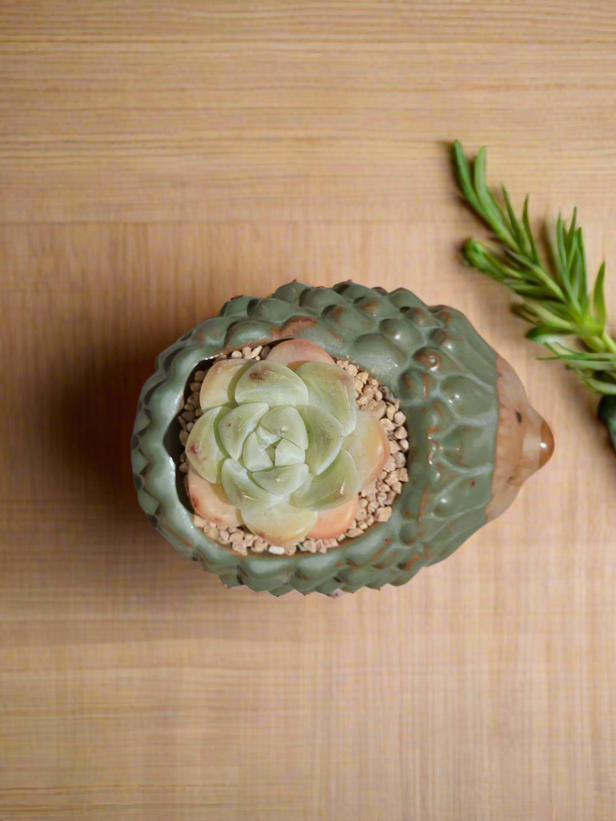 Succulent Hedgehog Pot - Echeveria Elegans - SlowBloomGreens