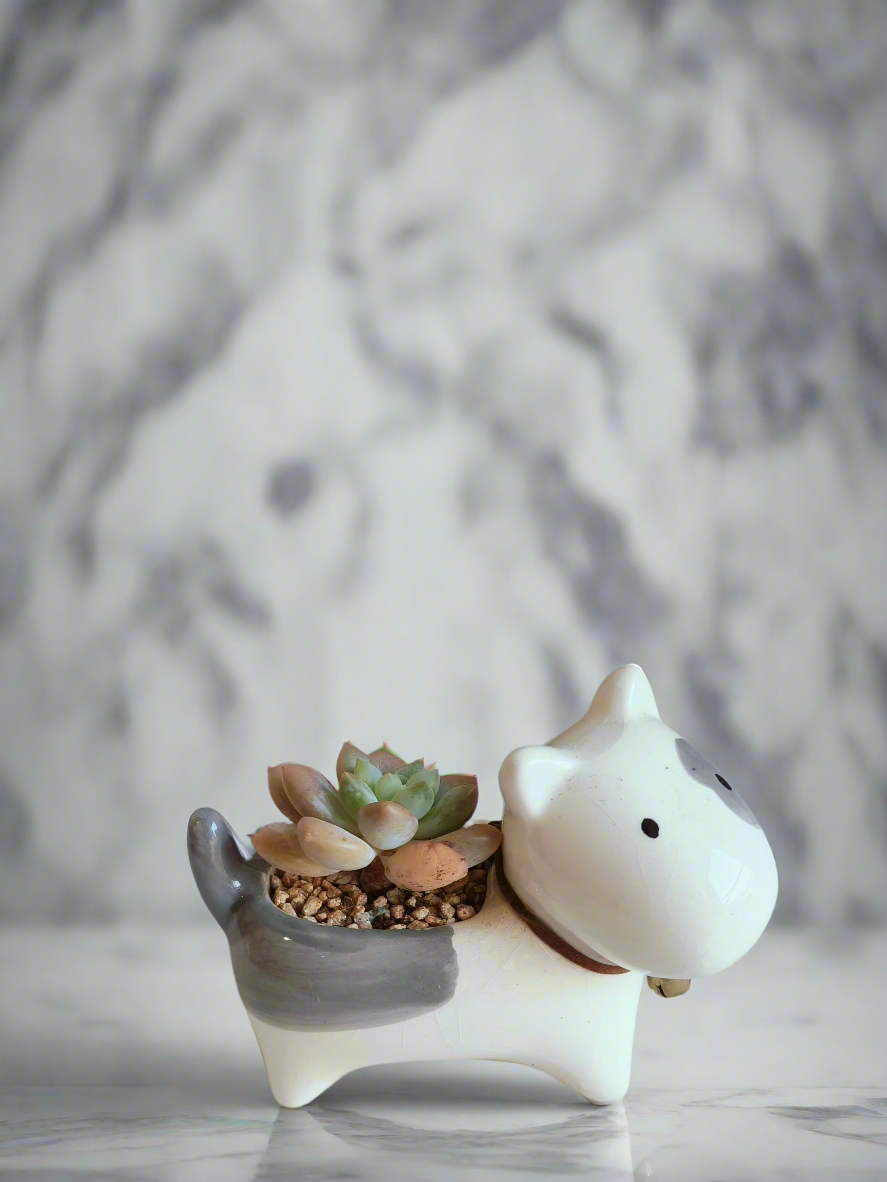 Succulent Puppy Bull Terrier - Graptoveria Opalina - SlowBloomGreens