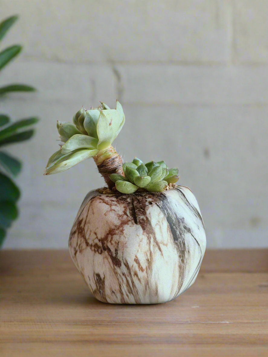 Succulent Mini Octagon Brown - Echeveria - SlowBloomGreens