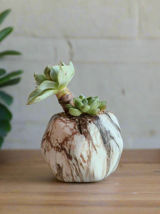 Succulent Mini Octagon Brown - Echeveria - SlowBloomGreens