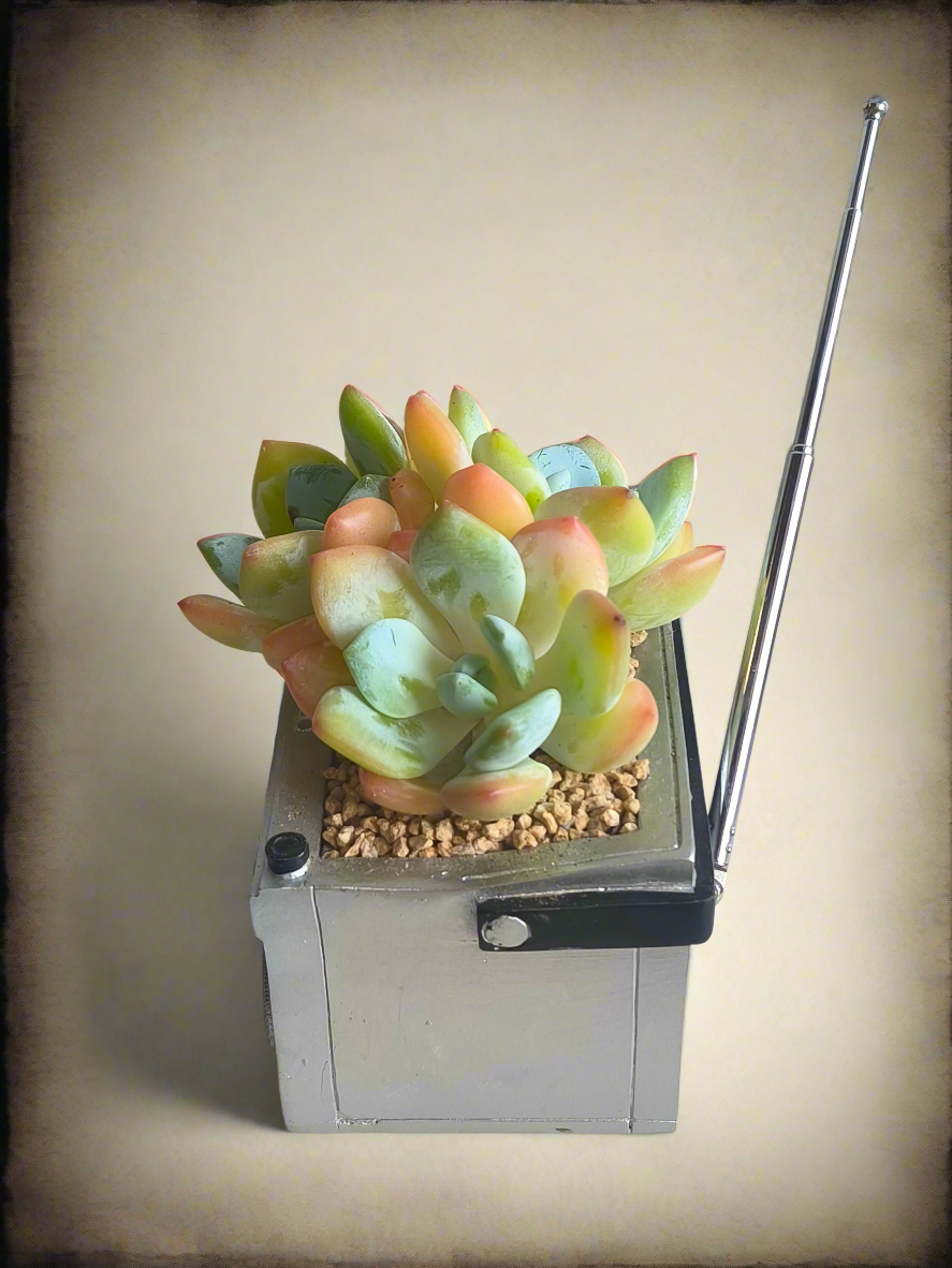 Succulent Retro Boombox – Echeveria Hybrid