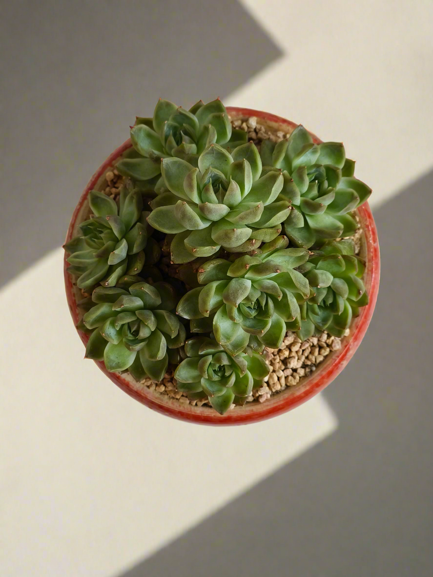 Succulent Moonlit Bloom Pot – Mottled Red with Echeveria 'Violet Queen'