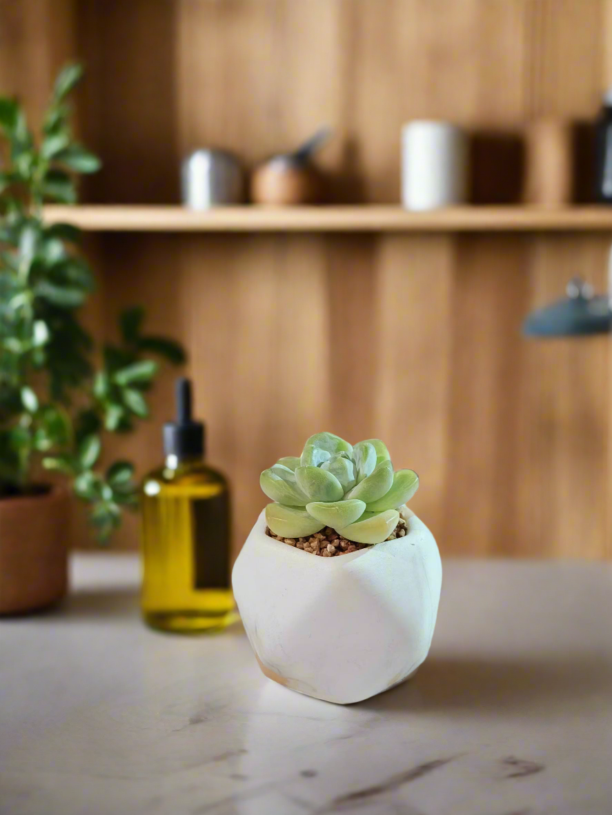 Succulent Mini Octagon Gold Pot – Echeveria Ice Green - SlowBloomGreens