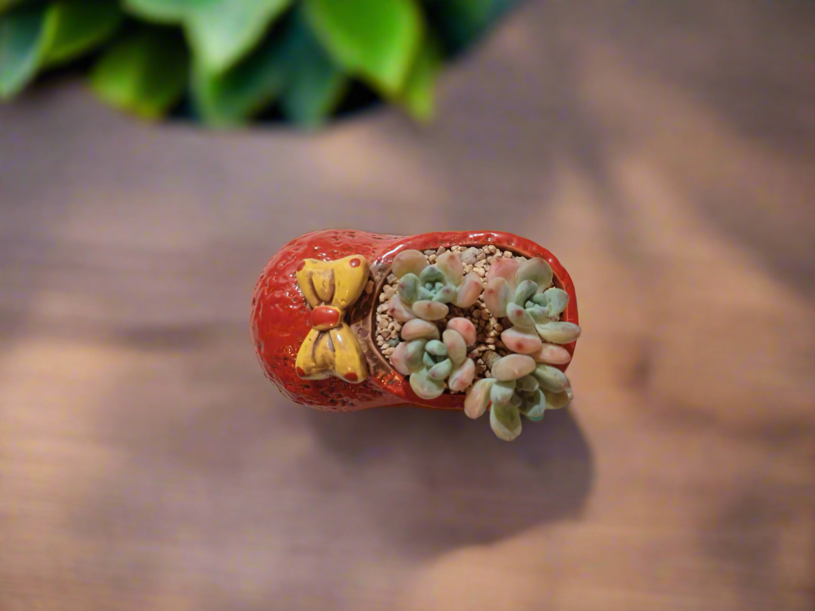 Succulent Mary Jane Charm Red – Pachyveria Elaine - SlowBloomGreens