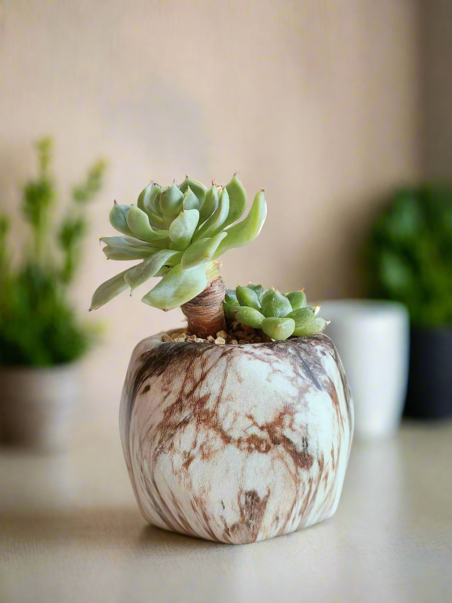 Succulent Mini Octagon Brown - Echeveria - SlowBloomGreens