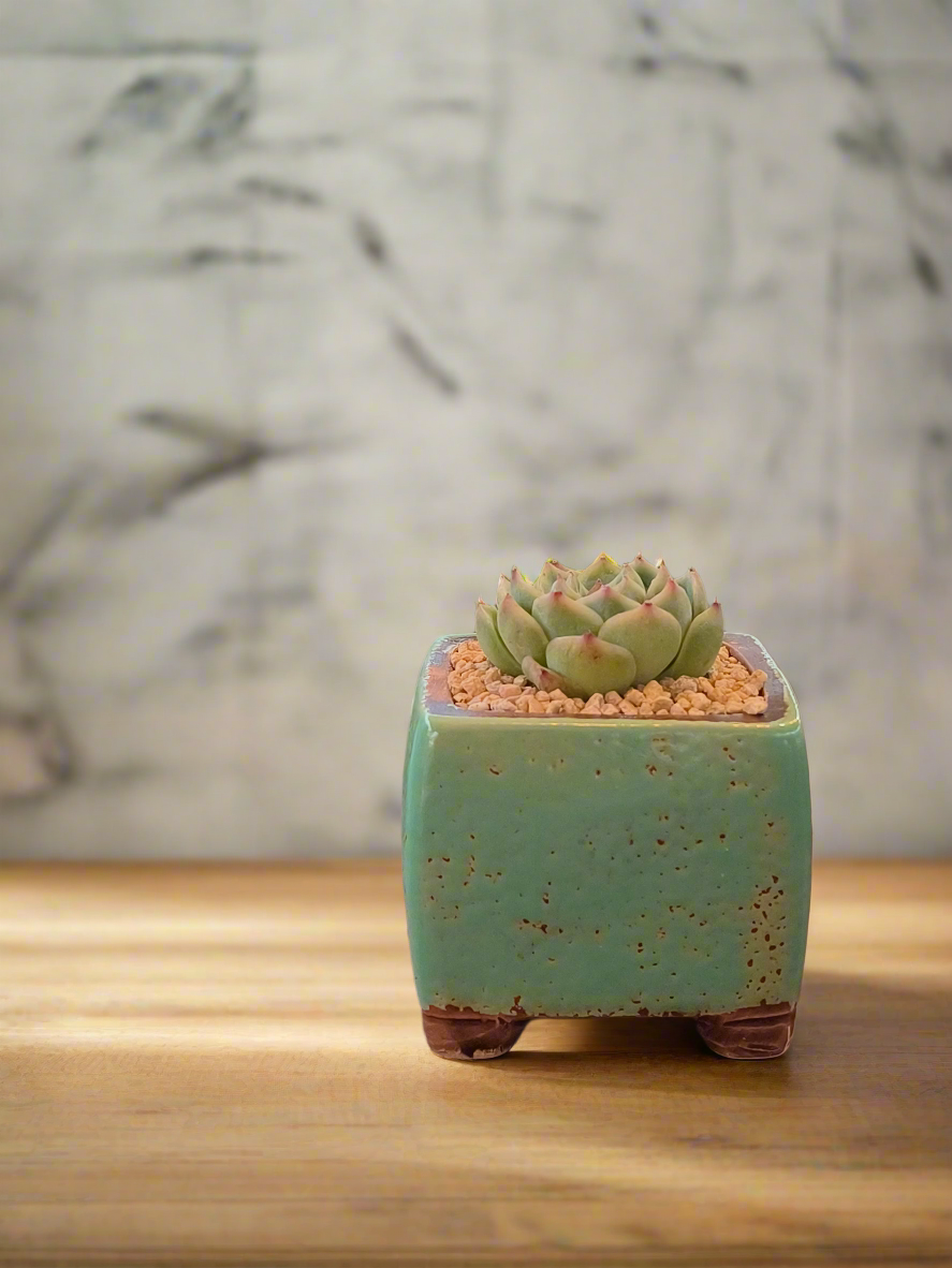 Succulent Ceramic Butterfly Square Teal Planter – Echeveria 'Onslow'
