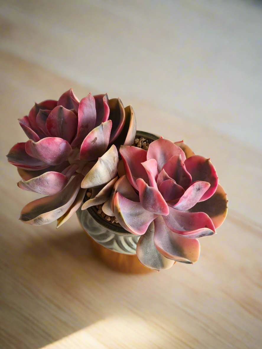 Succulent Rustic Pot Ash  – Echeveria Rainbow - SlowBloomGreens