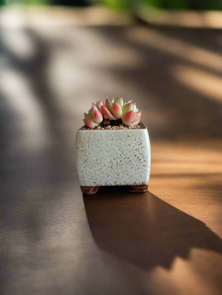 Succulent Ceramic Square Flowerpot White – Echeveria Suryeon - SlowBloomGreens