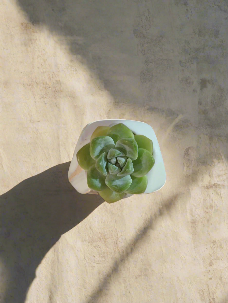 Succulent Mini Octagon Gold Pot – Echeveria Ice Green - SlowBloomGreens