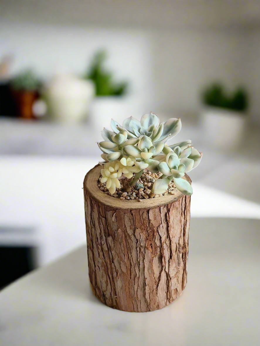 Succulent Natural Wood Pot - Graptoveria 'Titubans' & Echeveria Lenore Dean - SlowBloomGreens