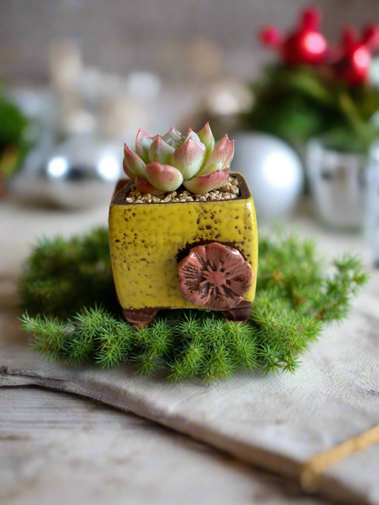 Succulent Ceramic Square Flowerpot Yellow – Echeveria Suryeon - SlowBloomGreens