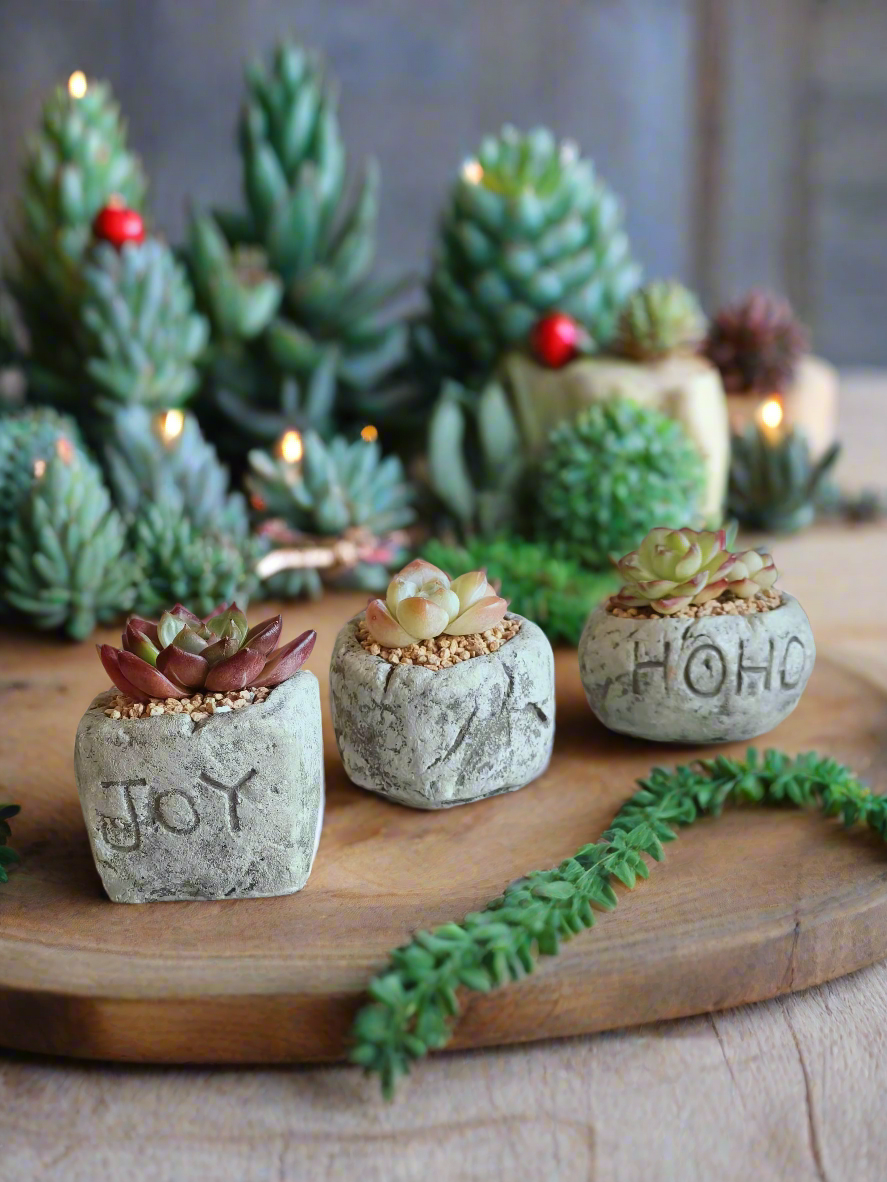 Succulent Simply Joy – Gift Favors (12 Pack) featuring rustic stone planters engraved with 'Joy,' paired with vibrant succulents for a festive touch.