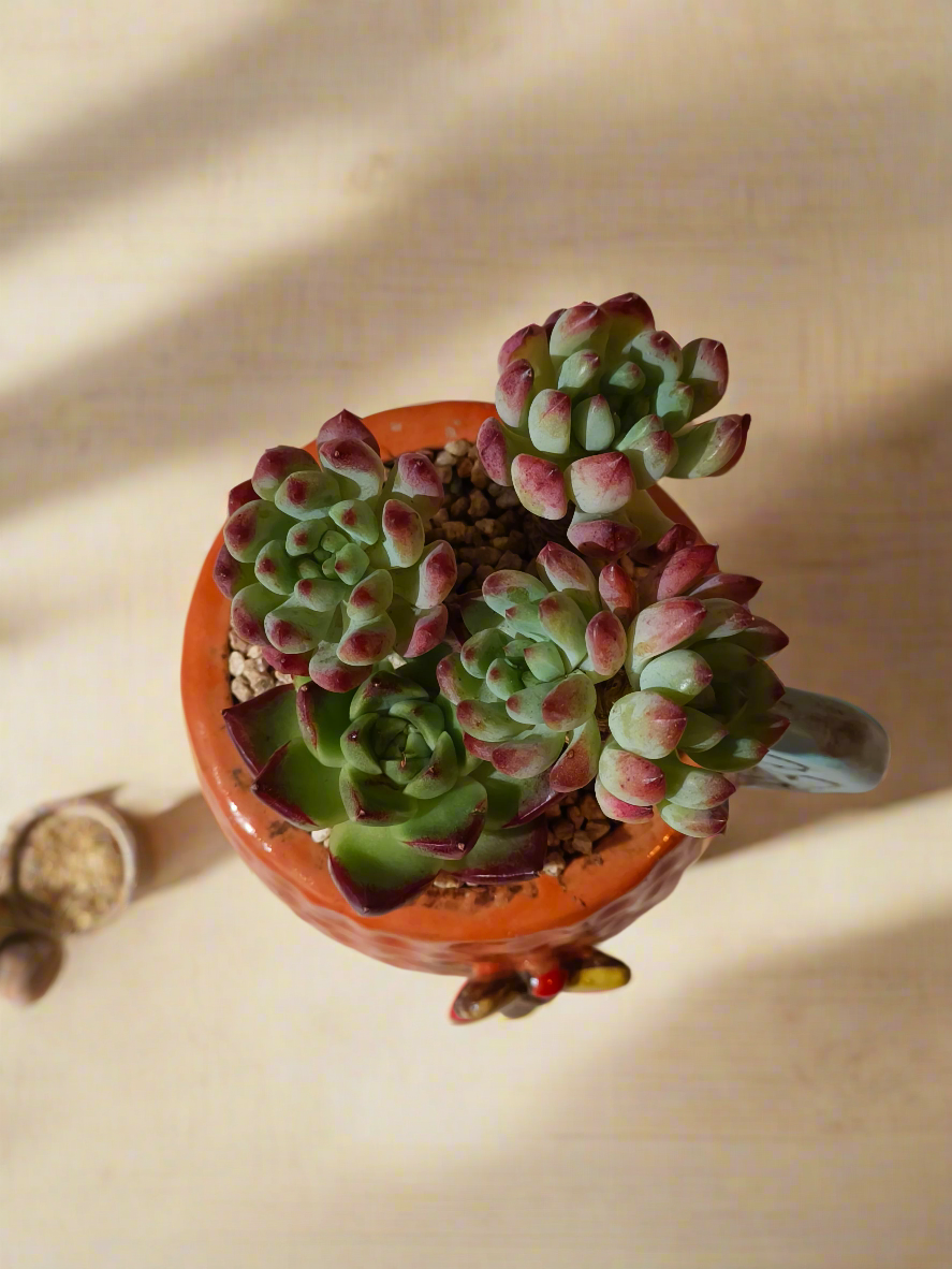 Succulent Enchanted Garden Dragonfly – Sedeveria 'Blue Elf' with Echeveria Agavoides