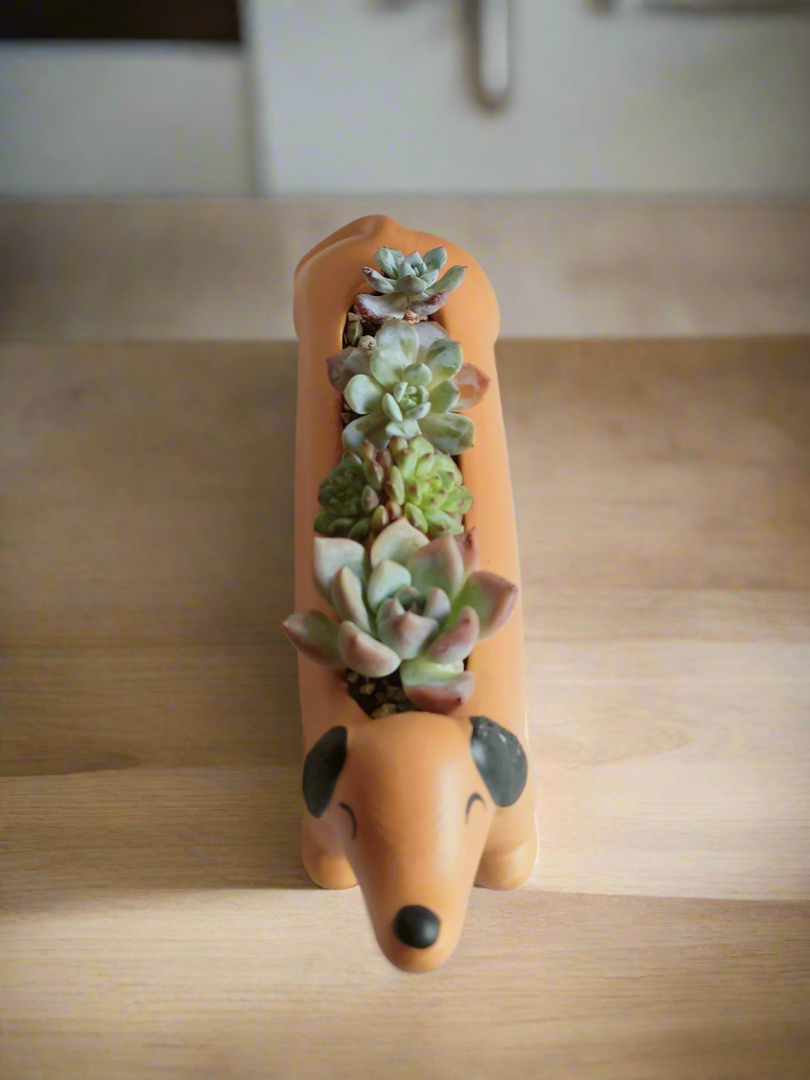 Succulent Daunchund - various - SlowBloomGreens