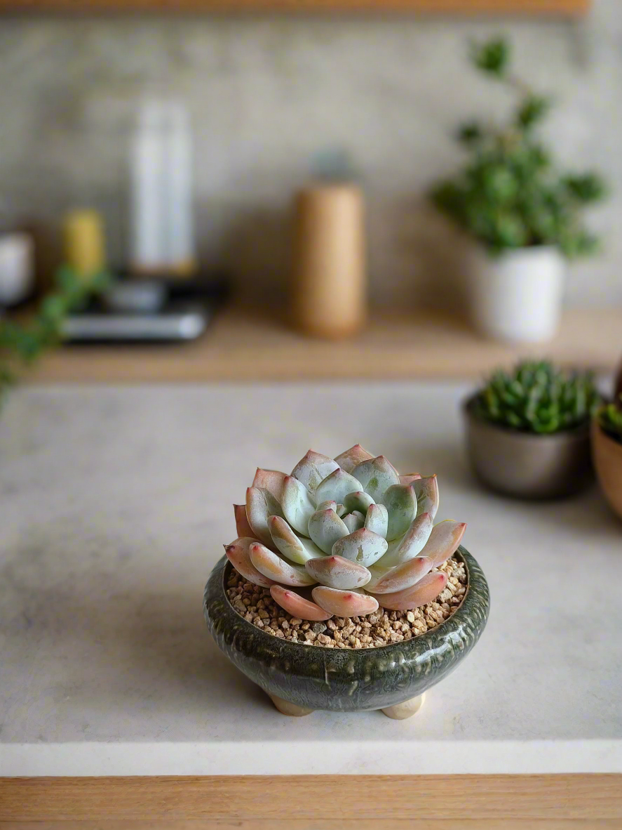 Succulent Rustica Ceramic Pot – Echevaria Orange Monroe - SlowBloomGreens