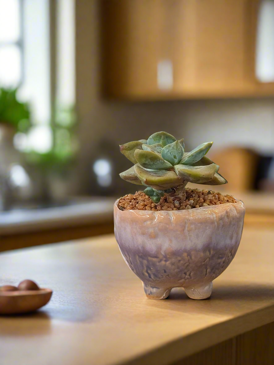 Succulent Lilac Ombre Rustic Mini Planter – Graptopetalum 'Purple Delight' - SlowBloomGreens