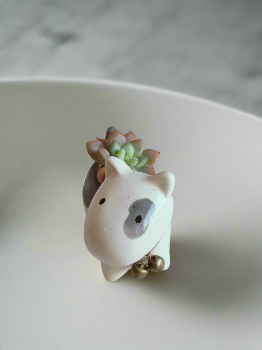 Succulent Puppy Bull Terrier - Graptoveria Opalina - SlowBloomGreens