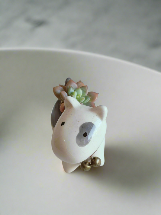 Succulent Puppy Bull Terrier - Graptoveria Opalina - SlowBloomGreens