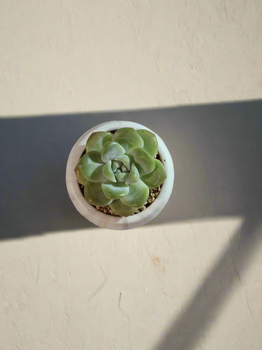 Succulent Mini Round Gold Pot – Echeveria Ice Green - SlowBloomGreens