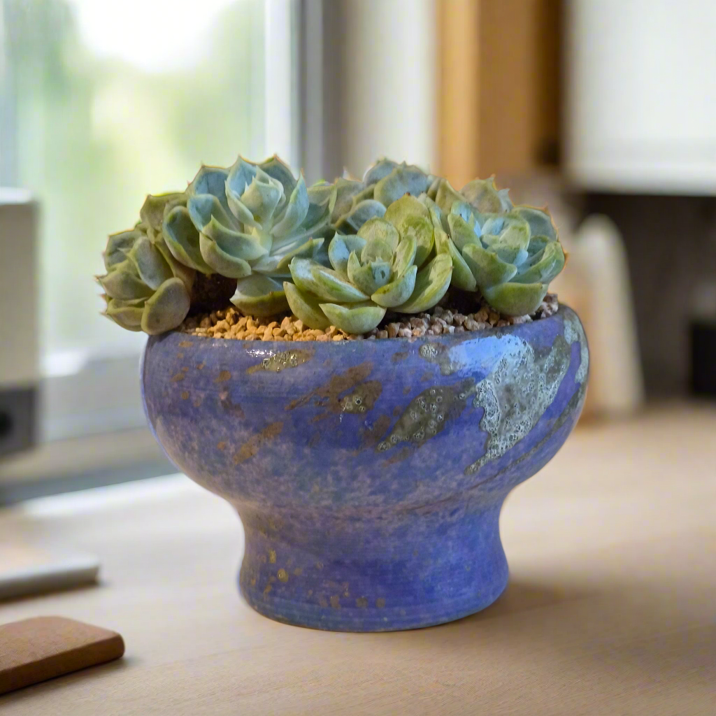 Succulent Moonlit Bloom Pot β Periwinkle Blue with Echeveria 'Blue Surprise'