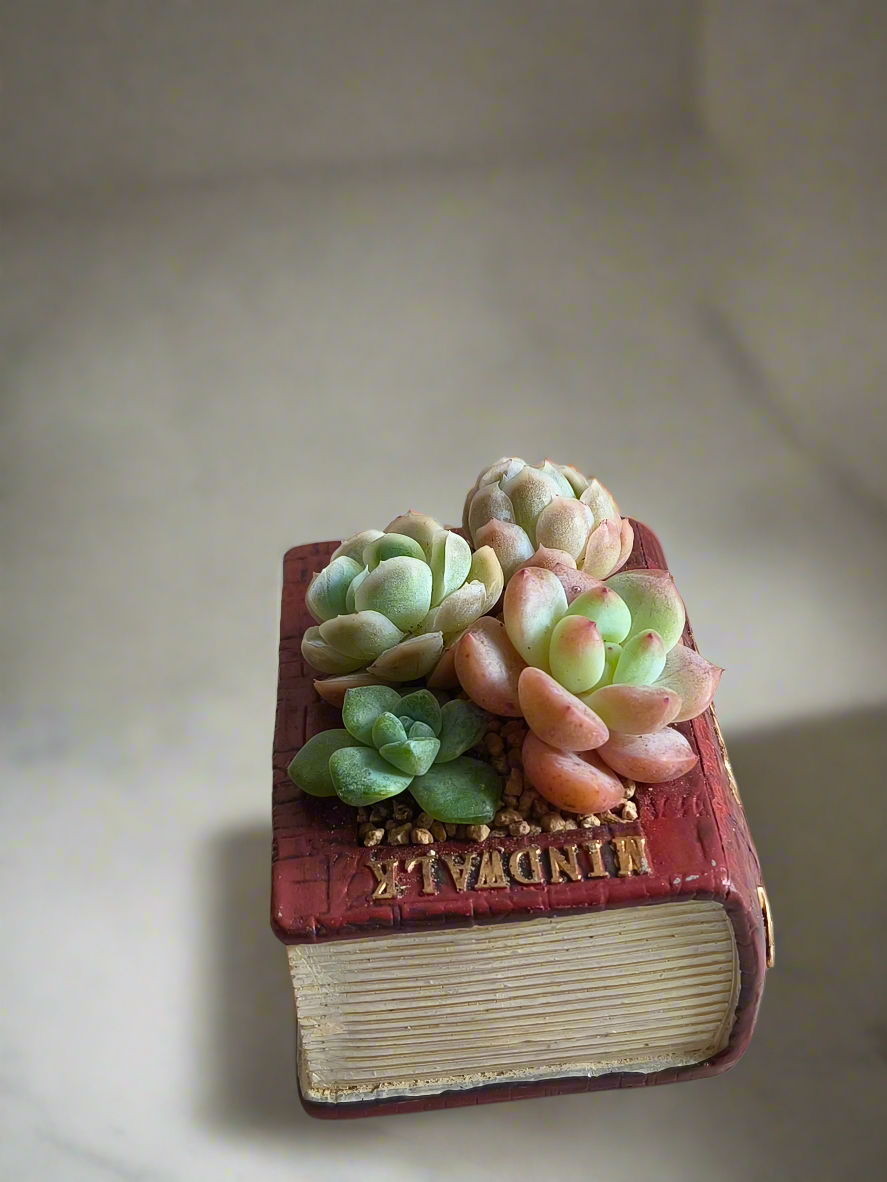 Succulent Book Nook – Succulent Arrangement
